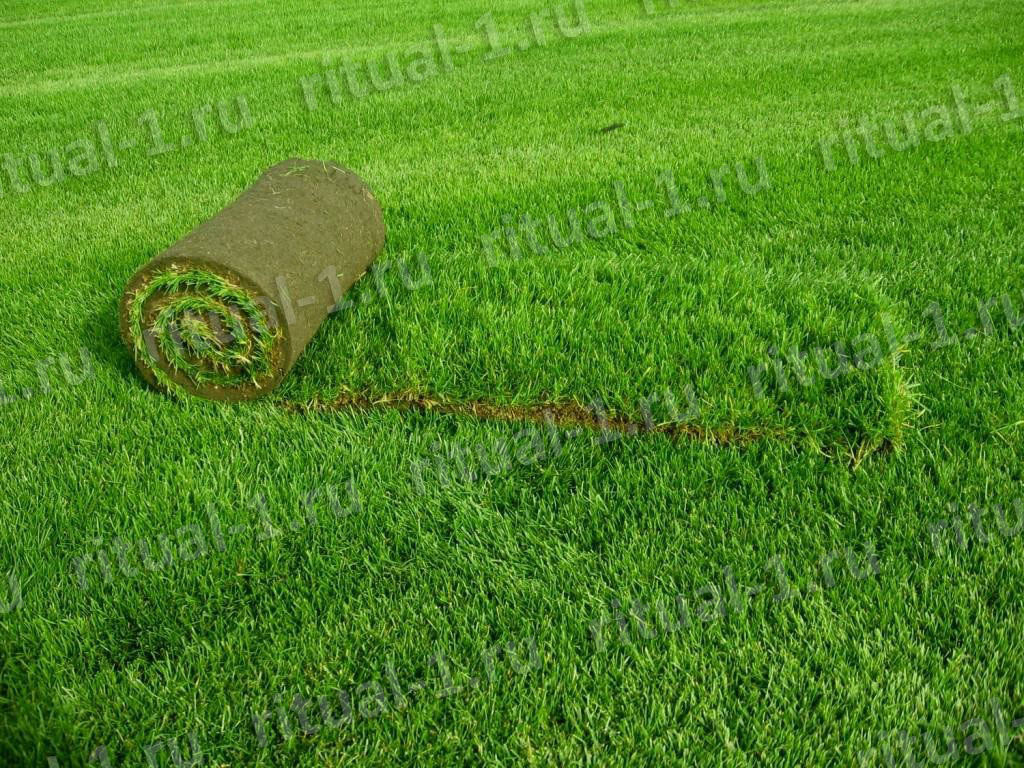 Рулонный газонный материал